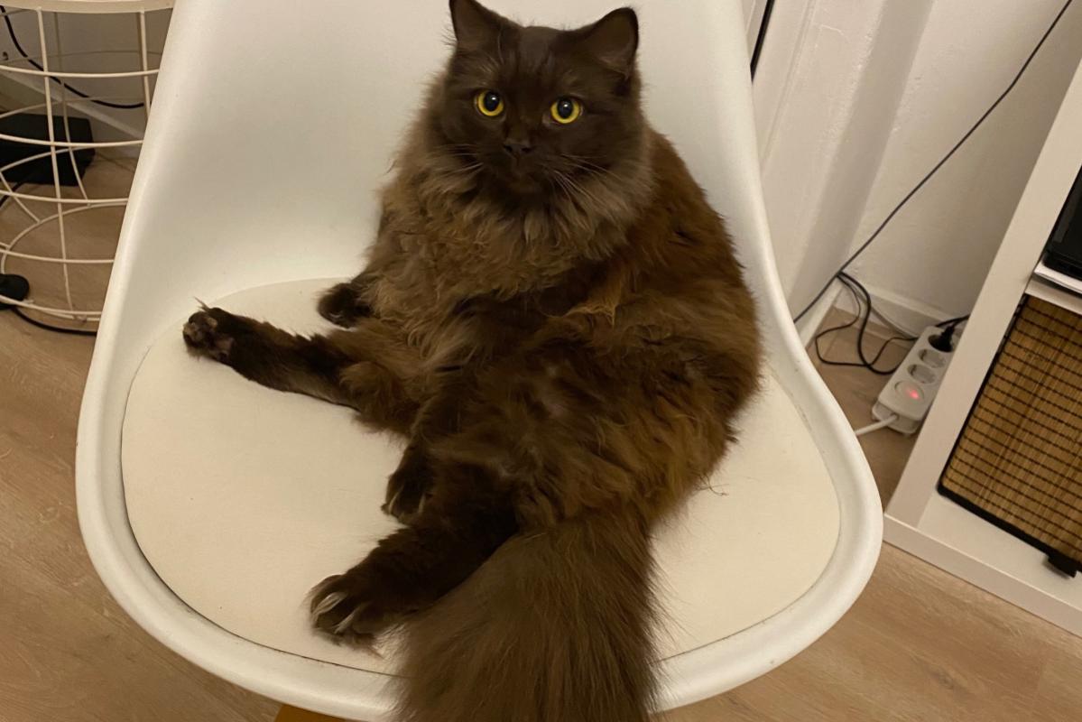 Nala