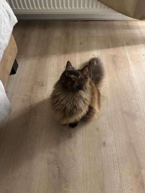 Nala