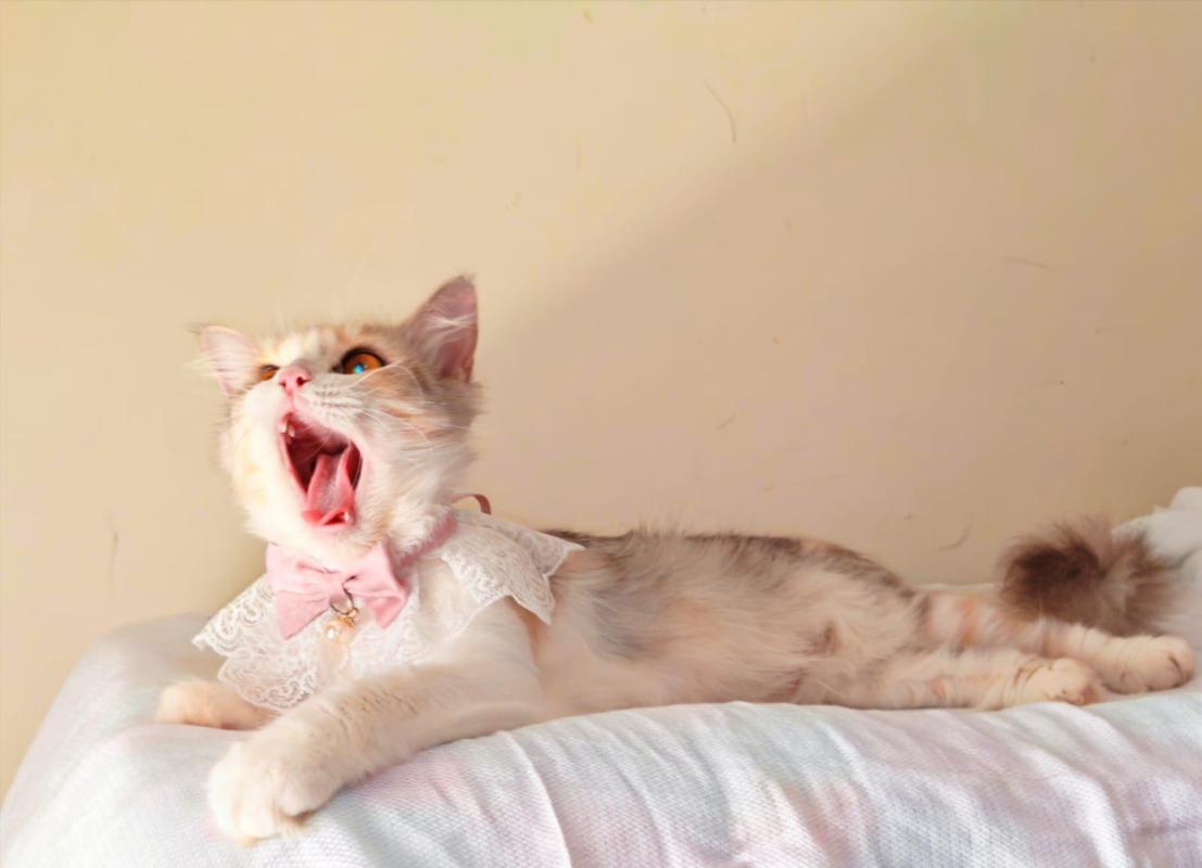 Kukki