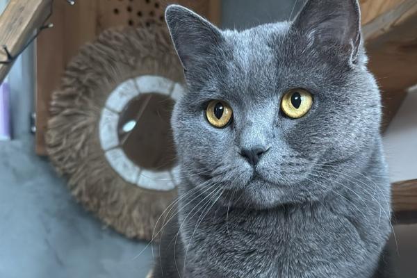 Pip