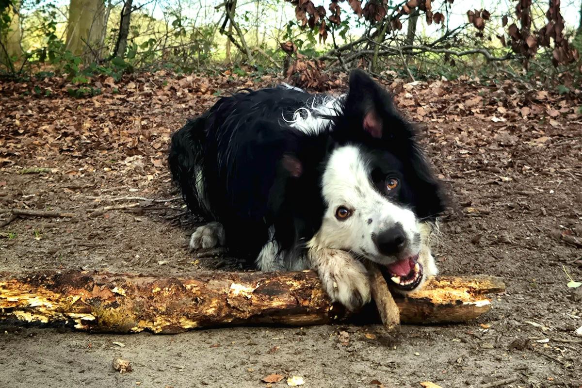 Skye