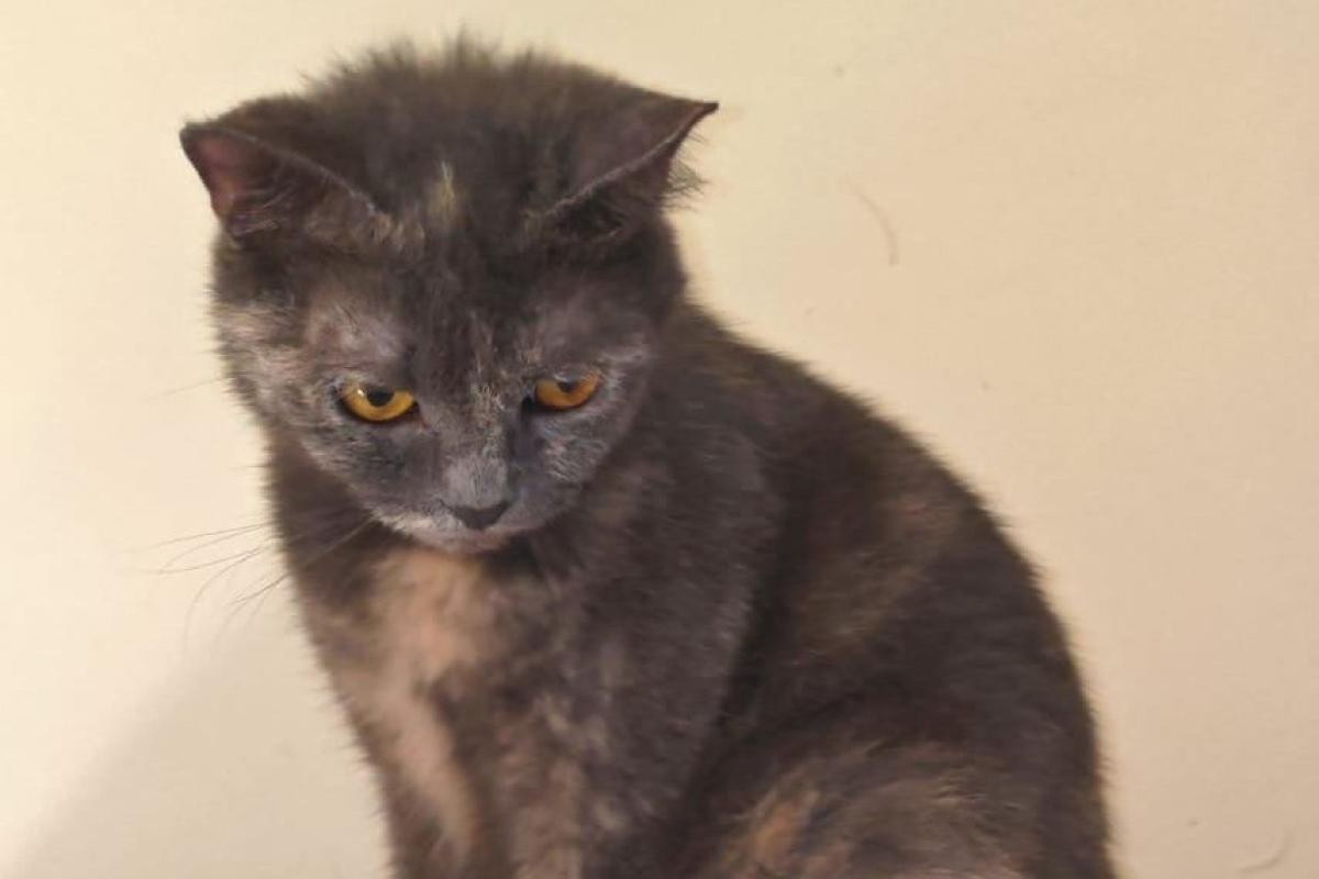 Kishmish