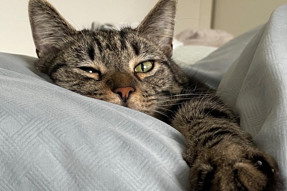 Elliot