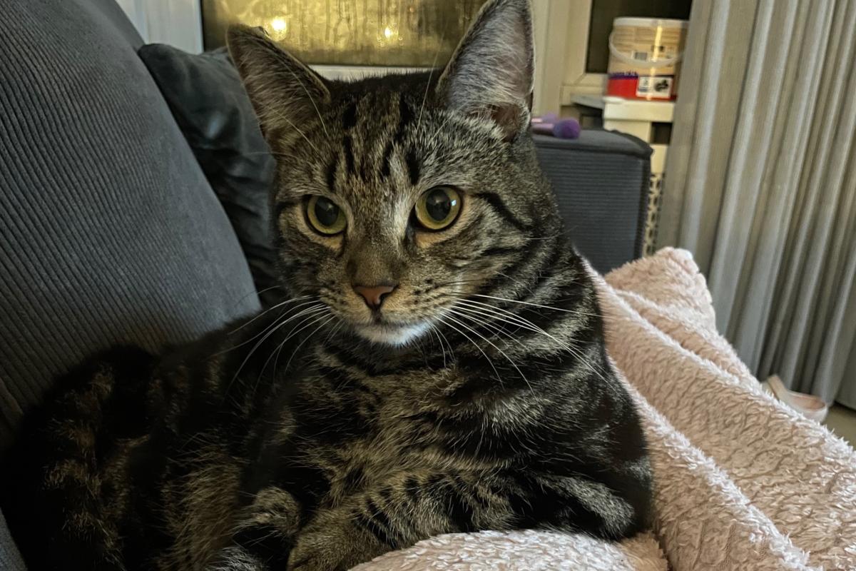 Elliot
