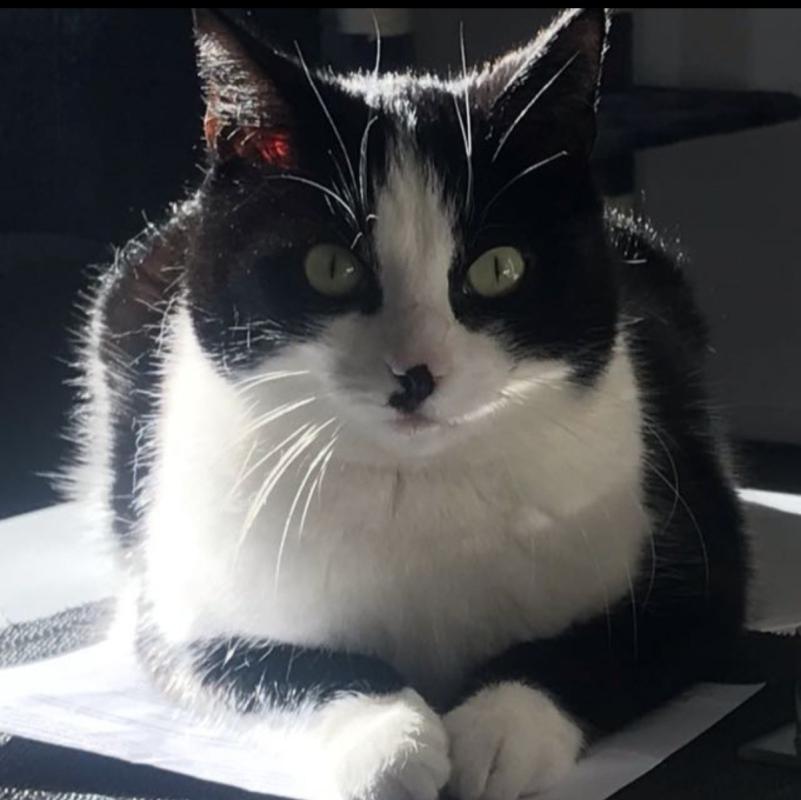 Bella
