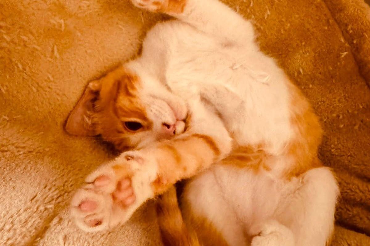 Jasper