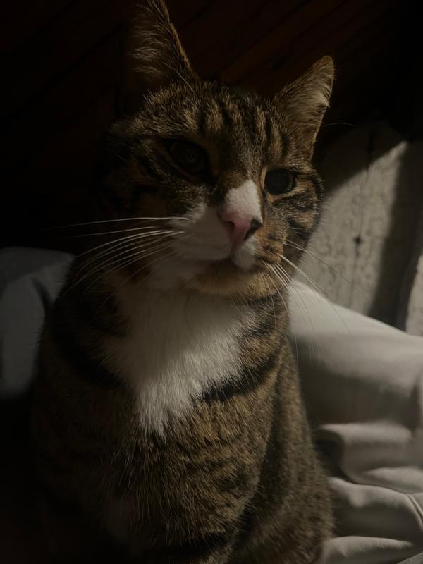 Sugar