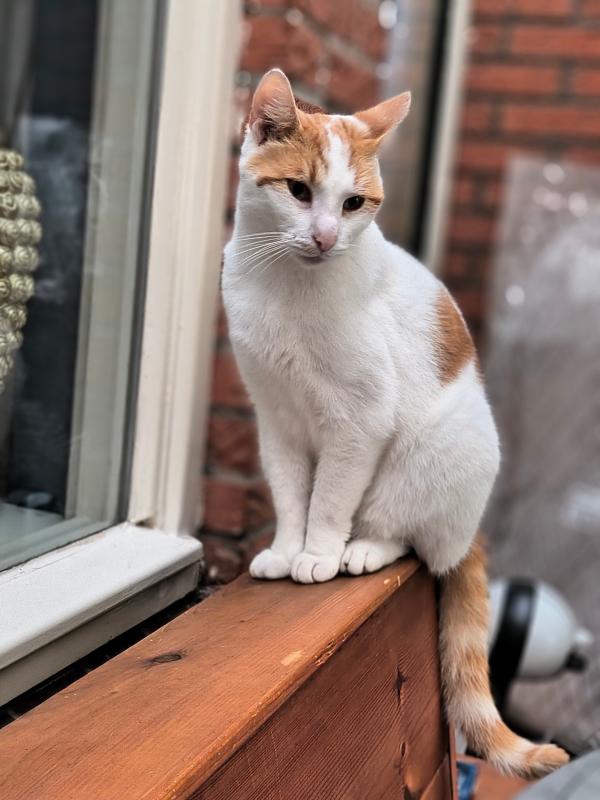 Gizmo
