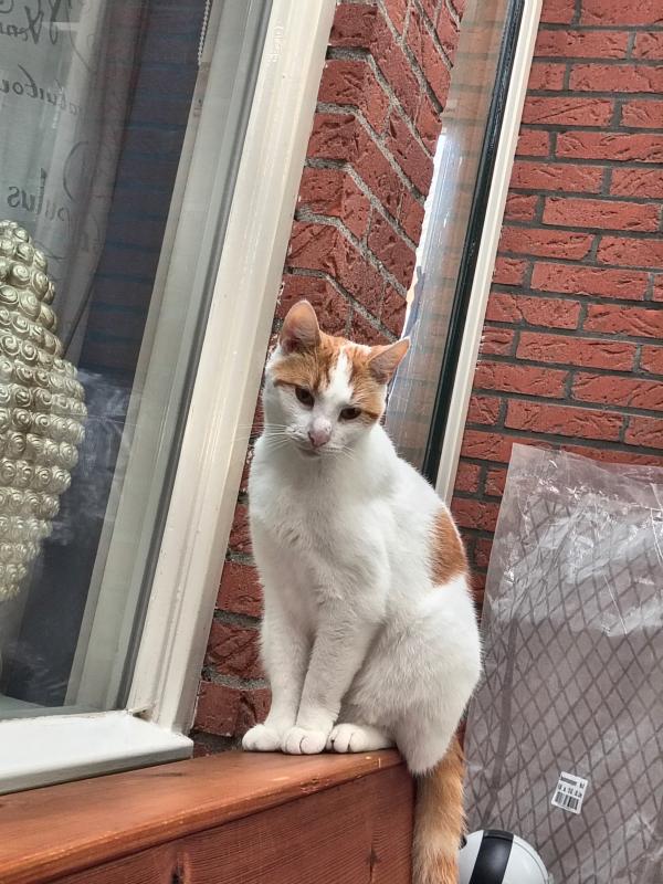 Gizmo