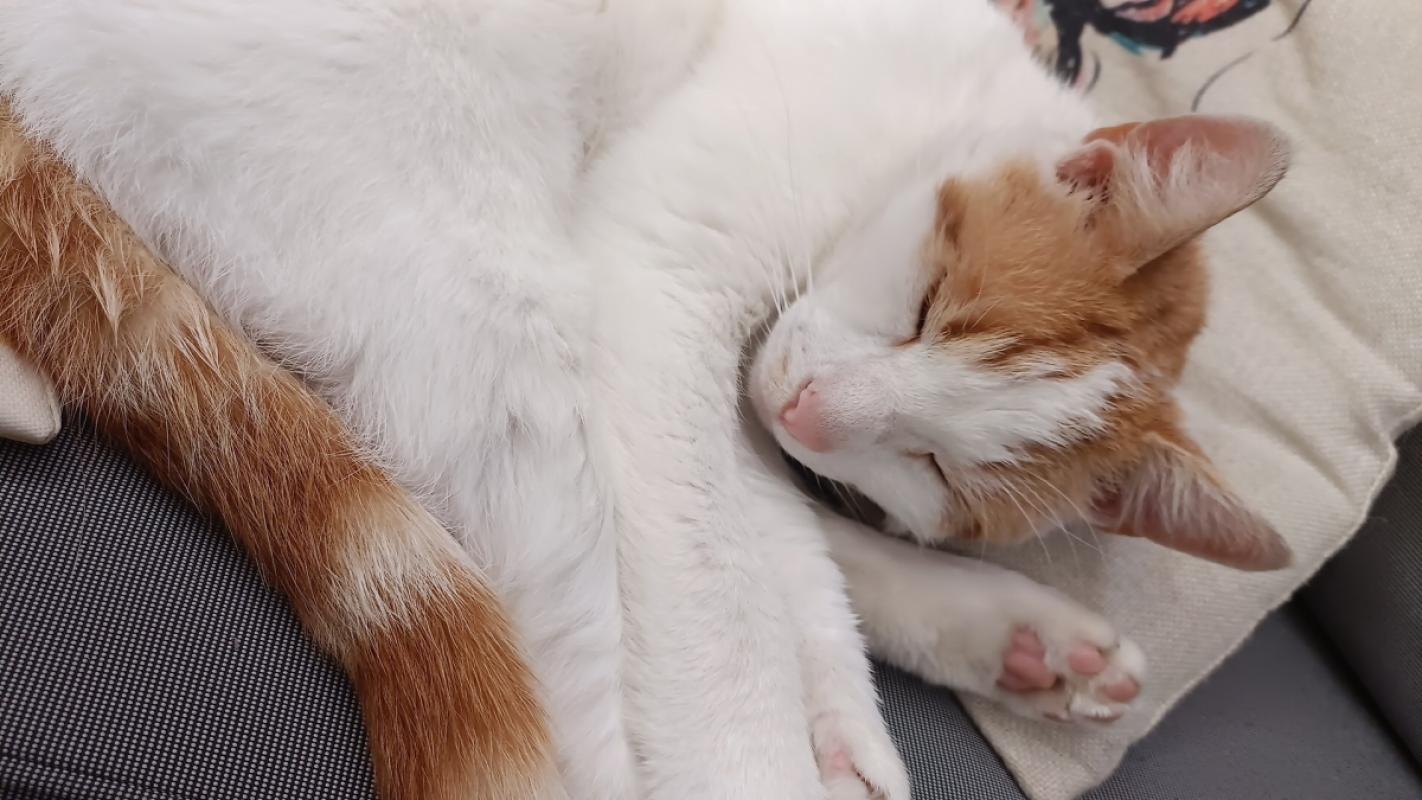Gizmo