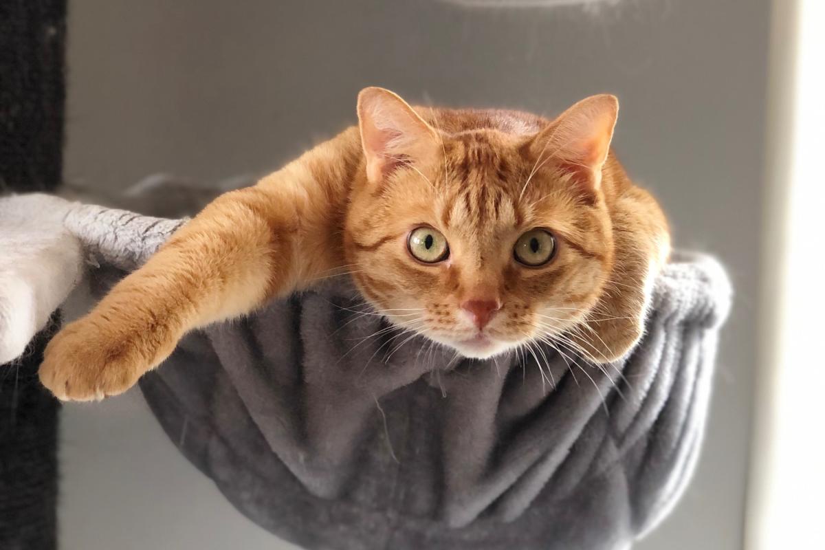 Simba