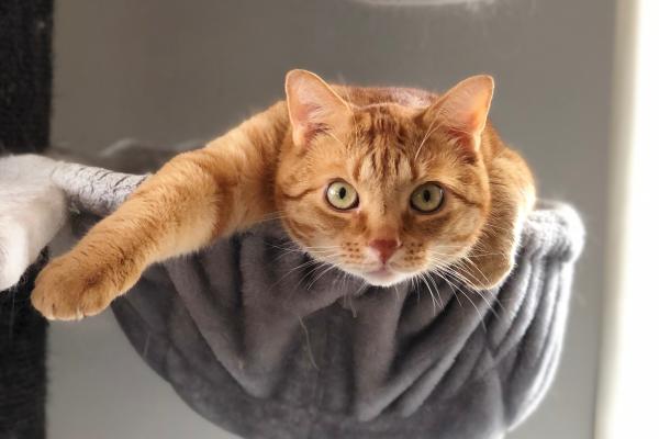 Simba