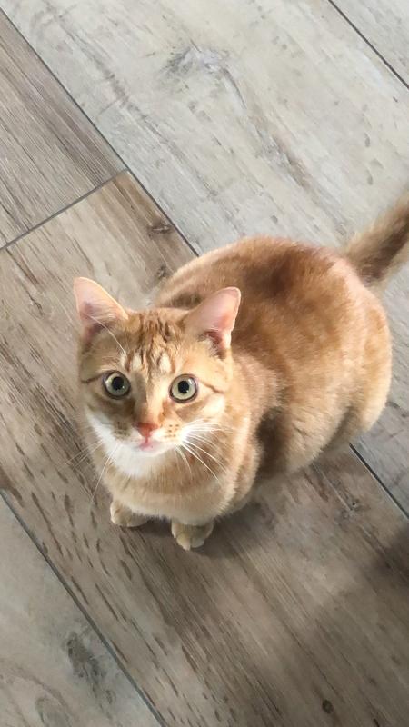 Simba
