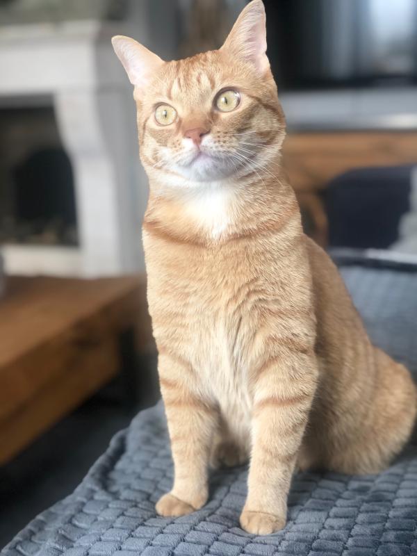 Simba
