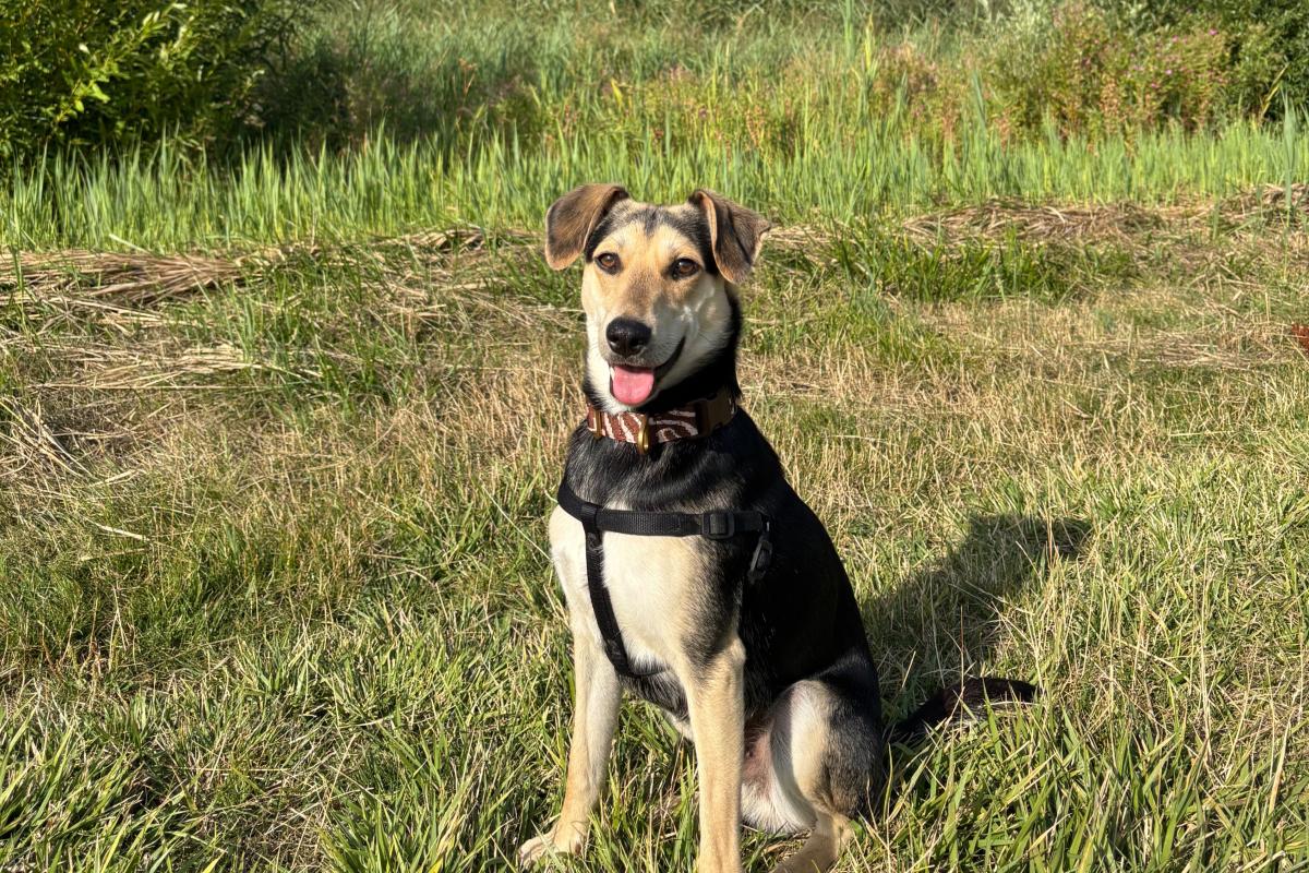 Tobi