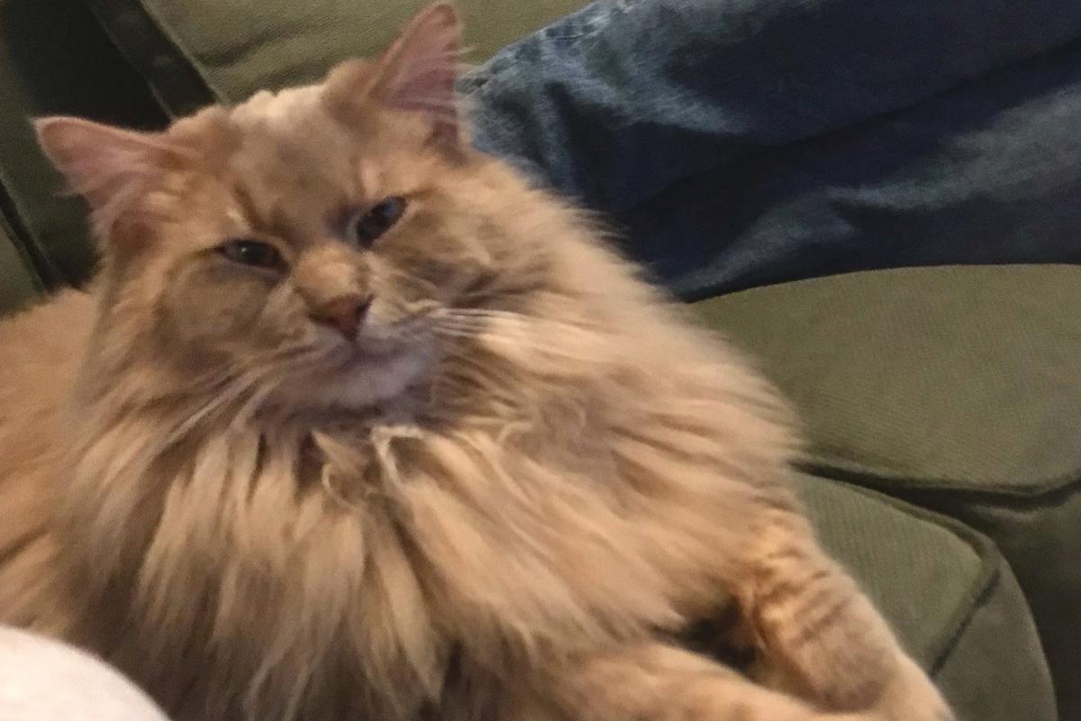Yoda