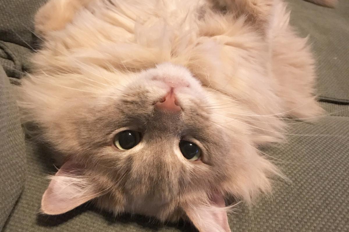 Yoda