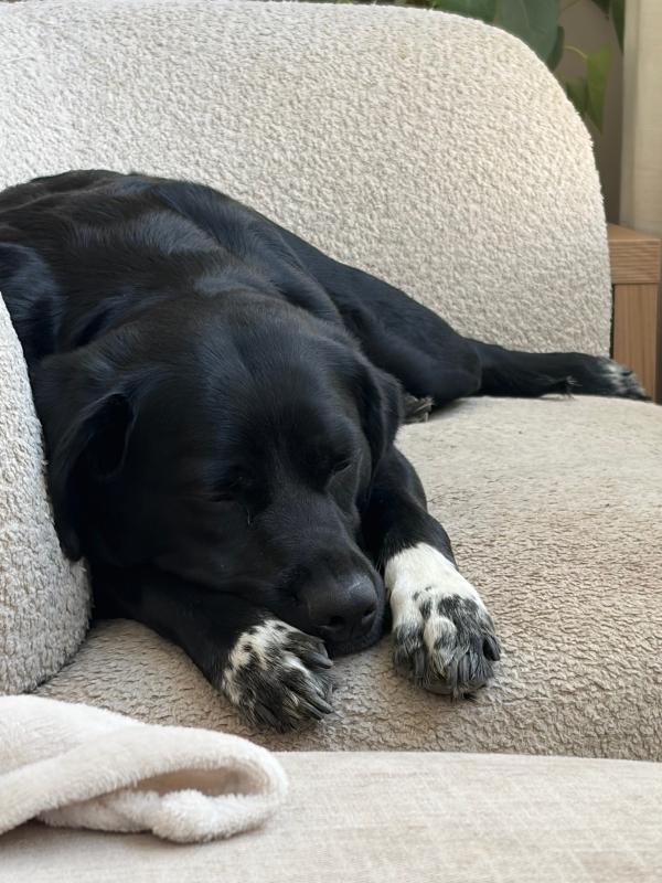 Laika