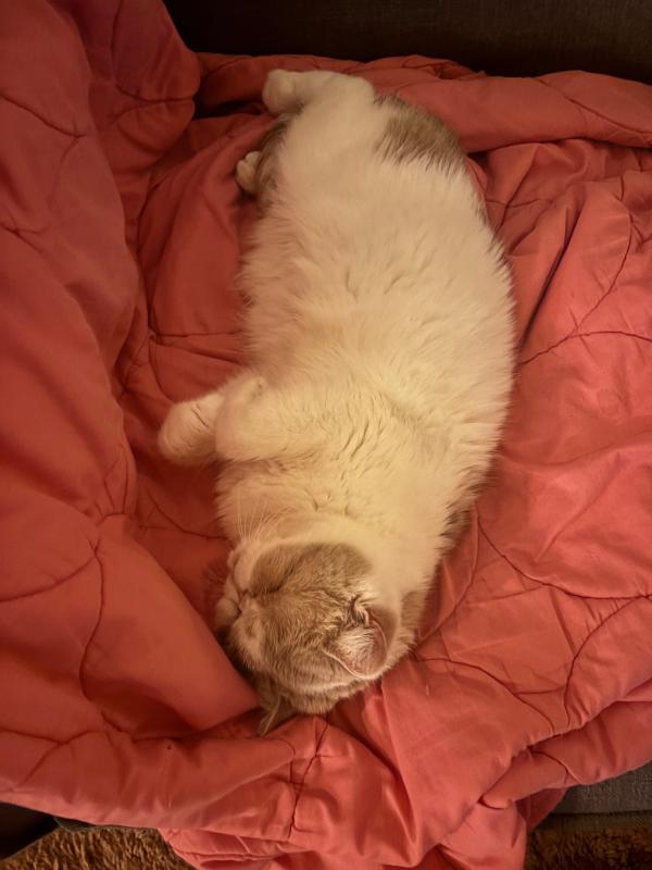 Sok