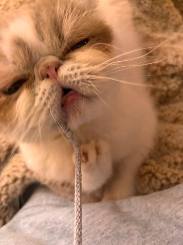 Sok