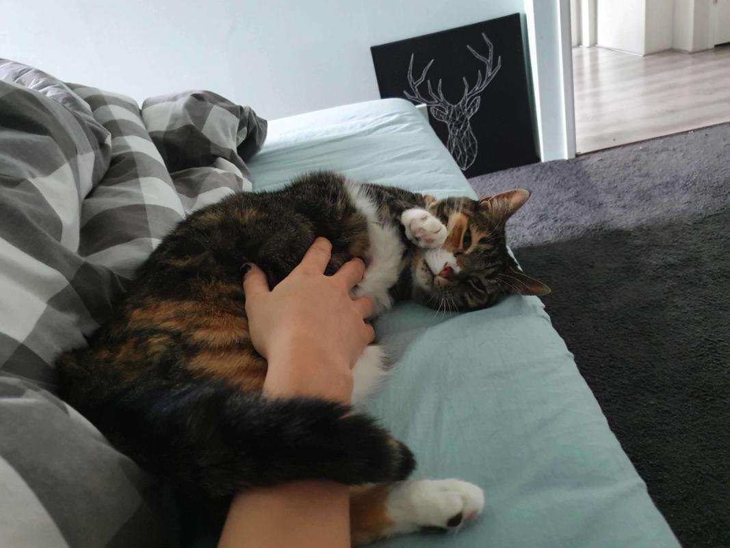 Zelda