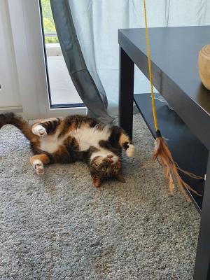 Zelda