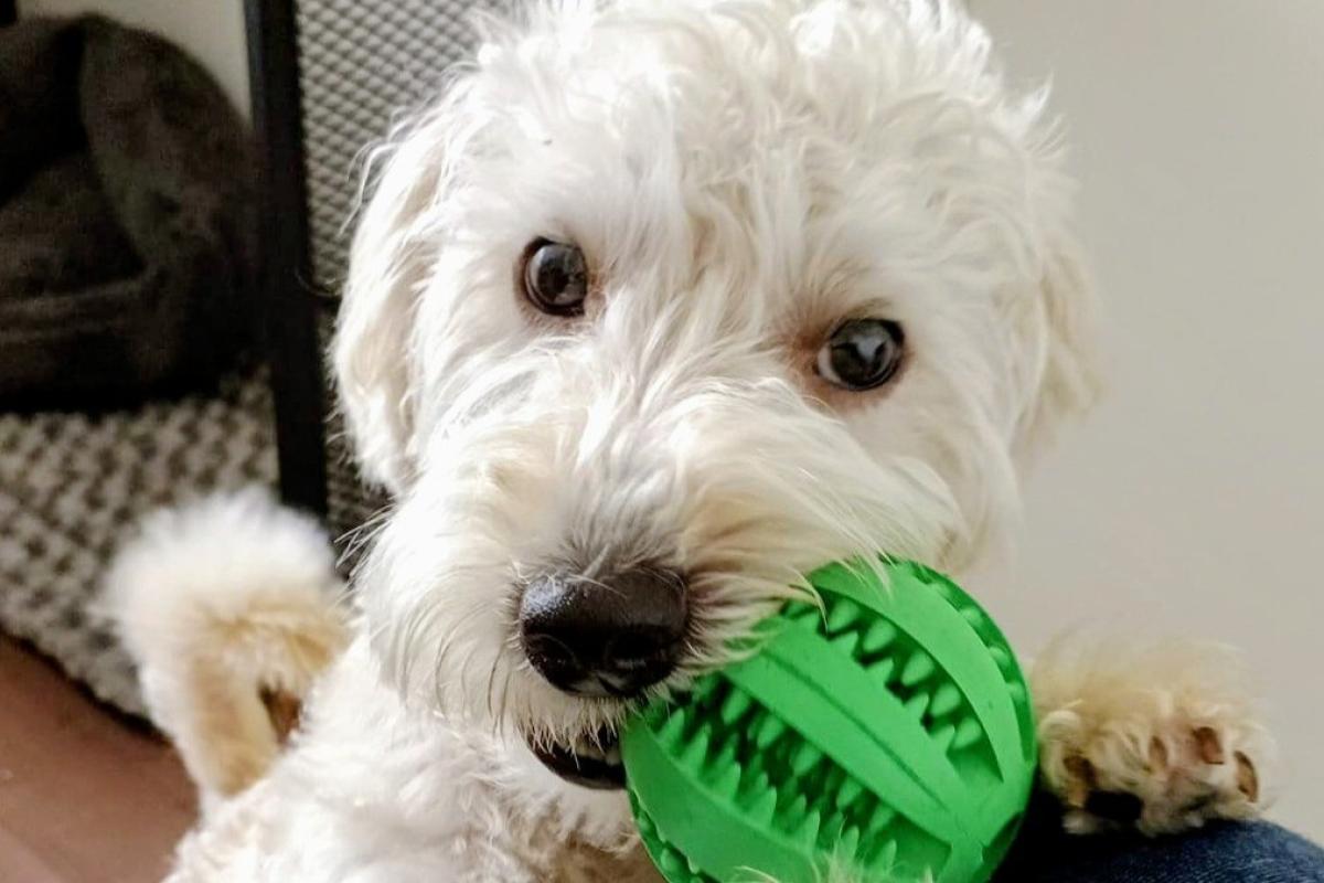 Benji