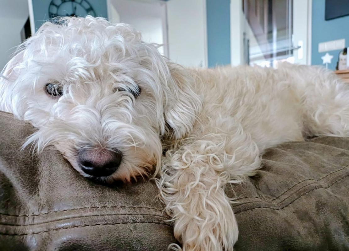 Benji
