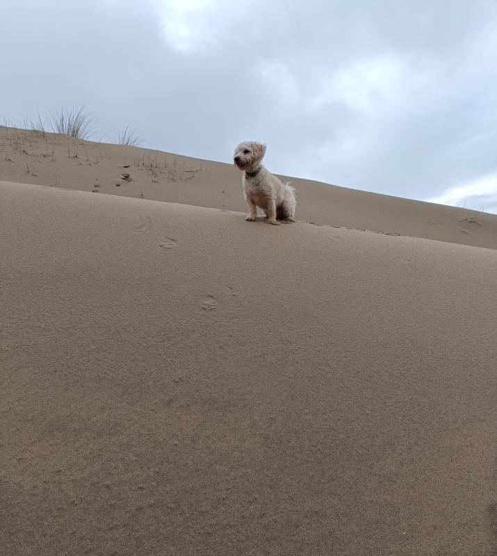 Benji