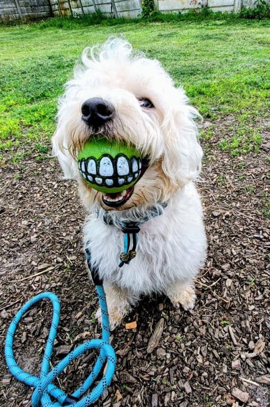 Benji