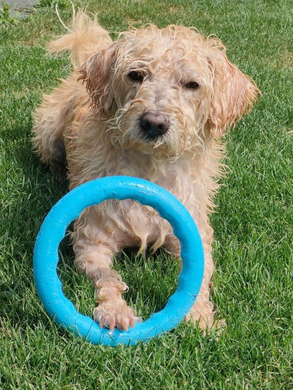 Benji