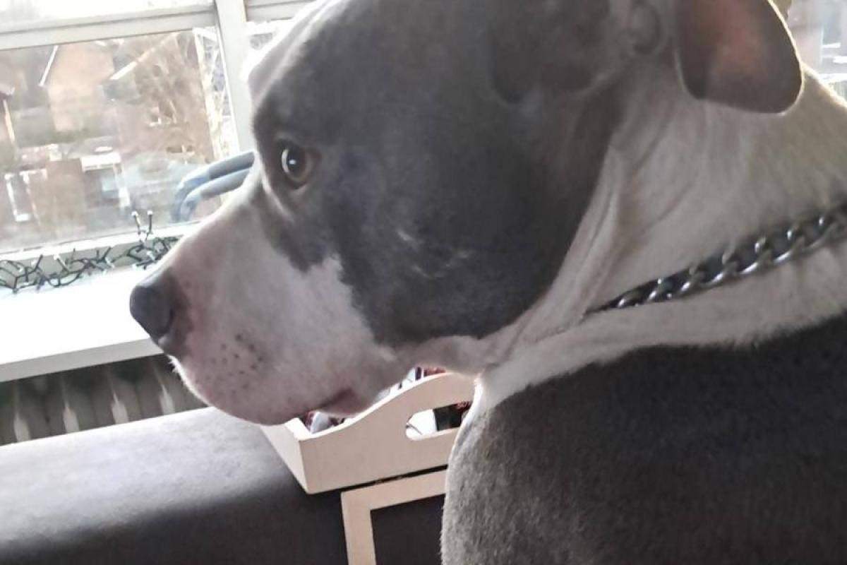 *SPOED* Junior
