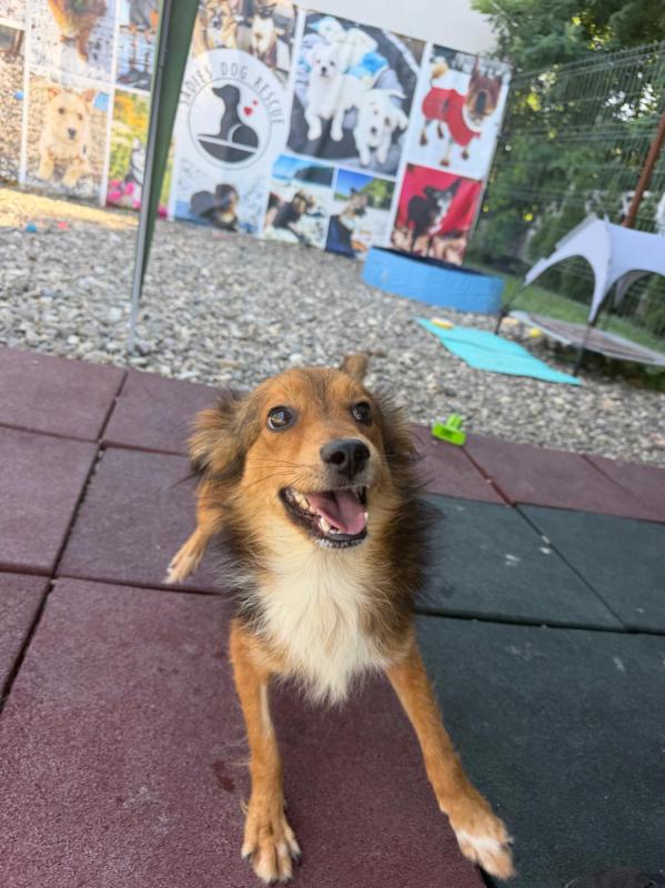 Ollie