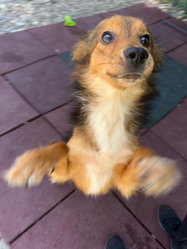 Ollie