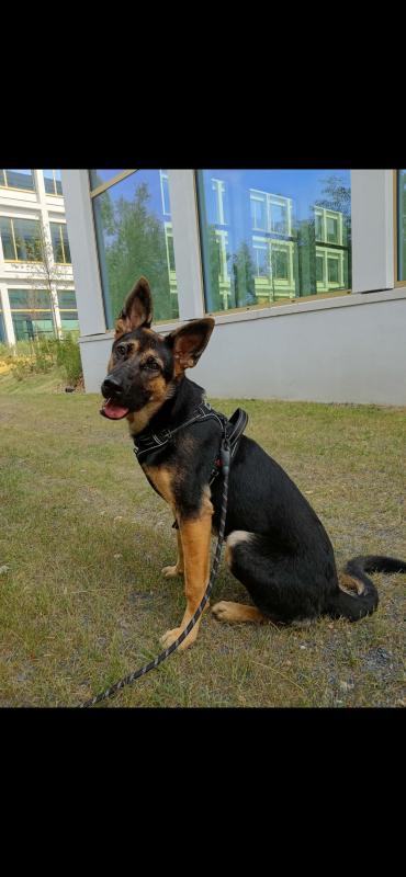 Sascha