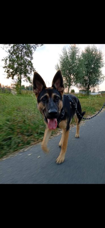 Sascha