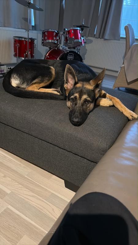Sascha