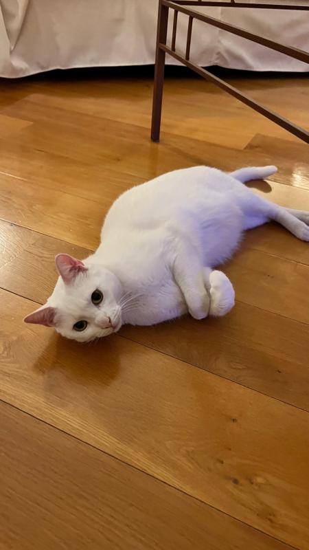 Mimi