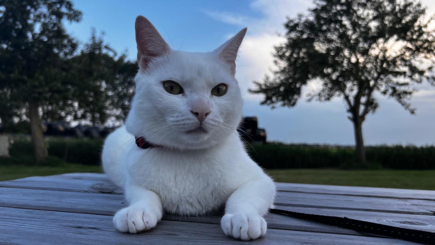 Mimi
