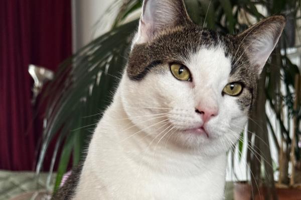 Billy The Cat