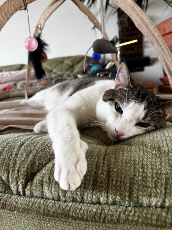 Billy The Cat