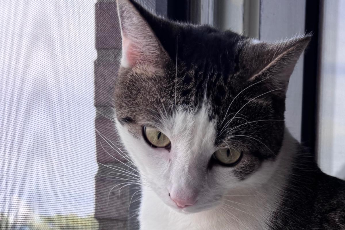 Billy The Cat