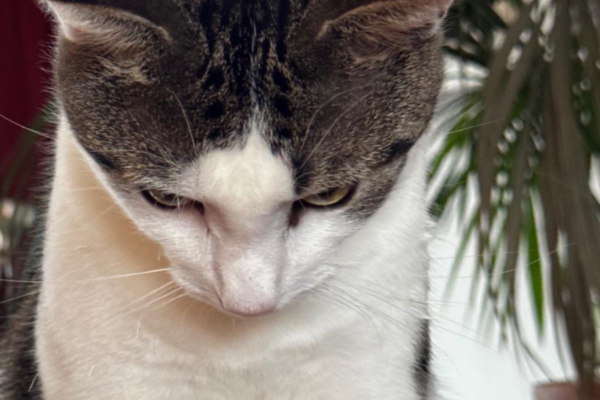 Billy The Cat