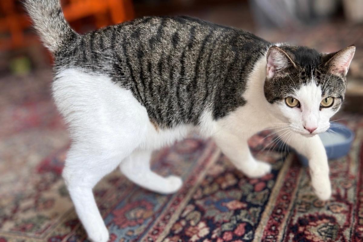 Billy The Cat