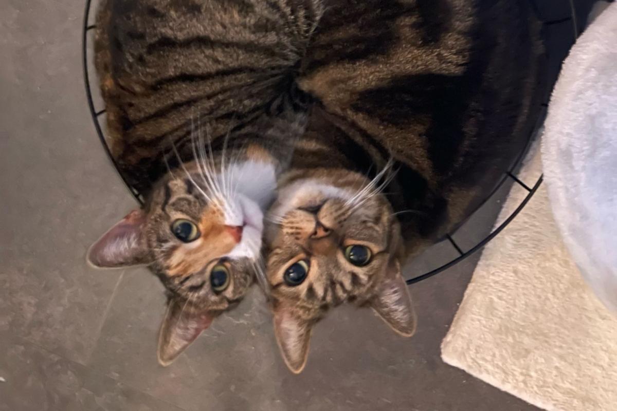 Nala