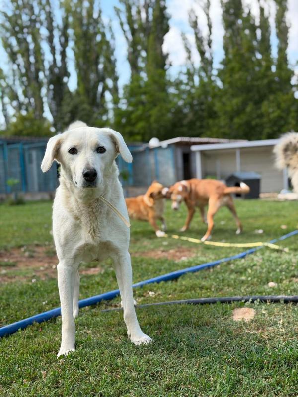 Belka