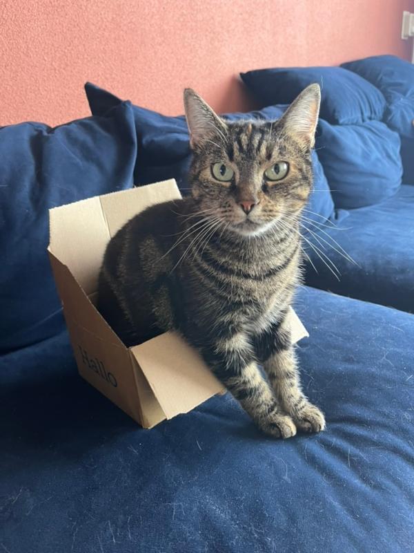Sammy
