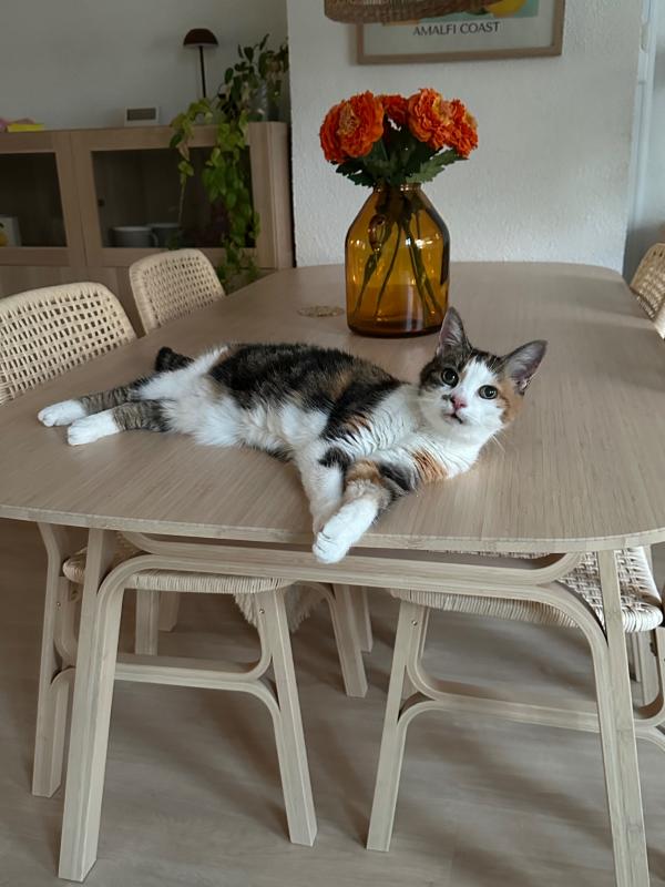 Belle