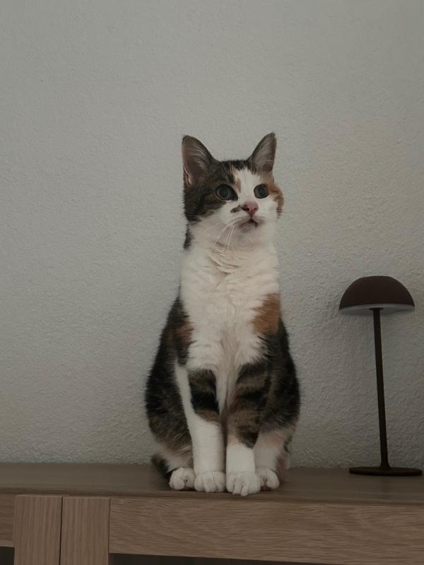 Belle