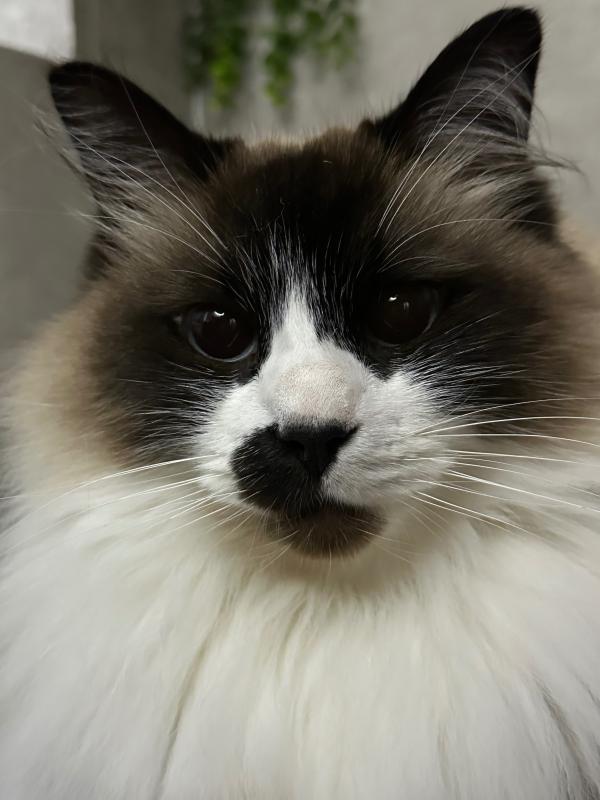Prince